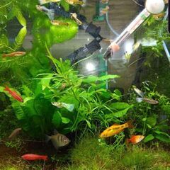 90水槽セット。台は120用手作りの画像