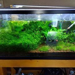 90水槽セット。台は120用手作り