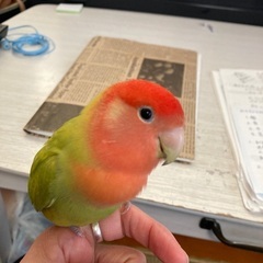 迷子のコザクラインコ探しています
