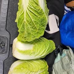 白菜