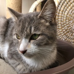 迷い猫が来ました。雄猫　探してます　宮城角田市