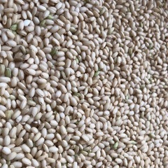 もち米令和4年産 玄米30kg