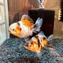 金魚2匹(ショートテールオランダ、ショートテール琉金)