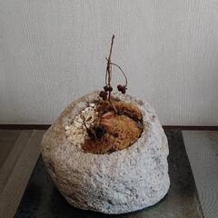 枯れ百両南天寄植え山野草盆栽