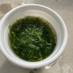 （交渉中）ナヤス　バケツ一杯