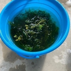 （交渉中）水草　バケツ一杯　アナカリス　ナヤス、アマゾンフロッグピット