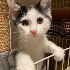 （受付停止中）猫初心者さんもok！可愛い前髪の女の子