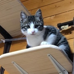 子猫の里親を募集しています