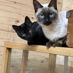シャム猫？と黒猫の親子です。