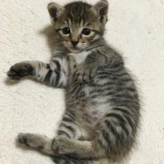 50歳からのお友達、女性🙋‍♀️