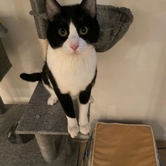 猫ちゃんです　里親さん募集です
