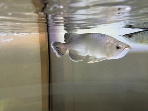 値下げ【熱帯魚】グリーンアロワナ目測23cm(難アリ)