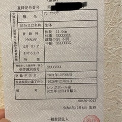 値下げ【熱帯魚】グリーンアロワナ目測23cm(難アリ)