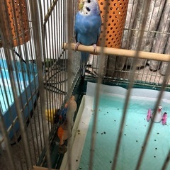 セキセイインコ　メス