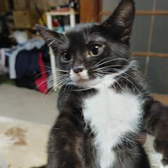 里親募集　キャンセルがされた子猫5匹