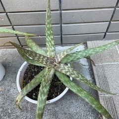 アロエベラ 鉢  あげます お譲り先決まりました