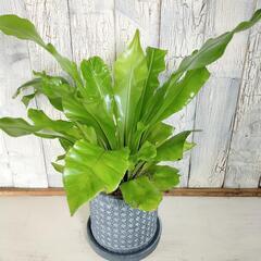 アスプレニウム　観葉植物の画像