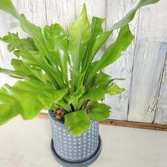 アスプレニウム　観葉植物の画像