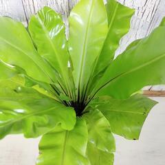 アスプレニウム　観葉植物の画像