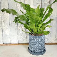 アスプレニウム　観葉植物