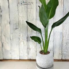 ストレチア レギネ　観葉植物