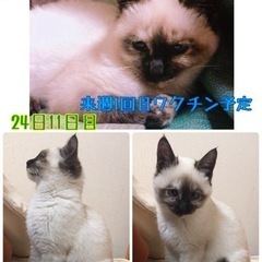 14週間程で奇跡的に里親様決定☆ありがとうございました☆