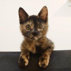 甘えん坊なサビ猫ちゃん（くるみ）