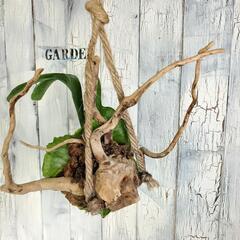 ビカクシダ グランデ 流木　観葉植物の画像