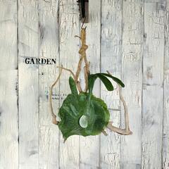 ビカクシダ グランデ 流木　観葉植物の画像