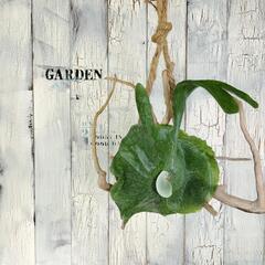 ビカクシダ グランデ 流木　観葉植物