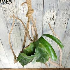 ビカクシダ グランデ 流木　観葉植物の画像