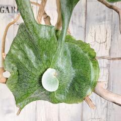 ビカクシダ グランデ 流木　観葉植物の画像