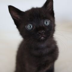 とにかく甘えん坊なくろちゃん(募集一時停止中)