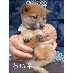 【里親様決定💖】2022年10月22日産まれ雑種の子犬里親募集(...