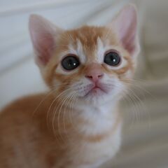 おっきいオメメがチャームポイント茶トラちゃん(募集一時停止中)