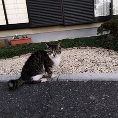 サバ白の野良猫  募集を一旦ストップ