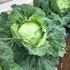 応募感謝：畑(日曜菜園)で野菜づくりに取り組みたい人(川崎・町田...