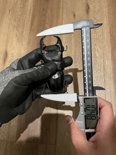 スマトラオオヒラタ（大型血統）♂♀ペア。