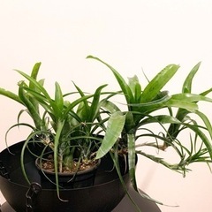 観葉植物 ハンギング ネオレゲリアの画像