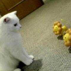会津在住のお友達募集中です