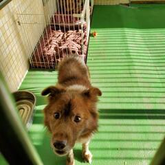 飼い主にネグレクトされていた男の子です　時間をかけて家族に慣れる方を探しています − 長崎県