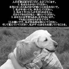 飼い主にネグレクトされていた男の子です　時間をかけて家族に慣れる方を探しています - 里親募集