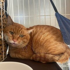 寂しがり屋の甘えん坊、チャトラの「リア」くん🥰 - 宮若市