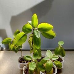 <<End of transaction>>【幸せの葉っぱ】『マザーリーフ』－TypeE－の画像