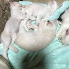 里親募集
