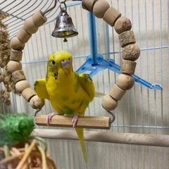 セキセイインコ ぐりちゃん ♂一旦ストップしてます。