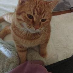 おデブの茶トラ　オス5ヶ月 - 猫