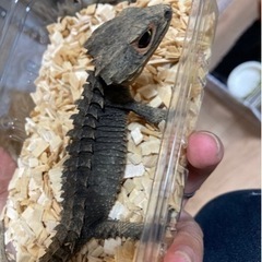 爬虫類用品