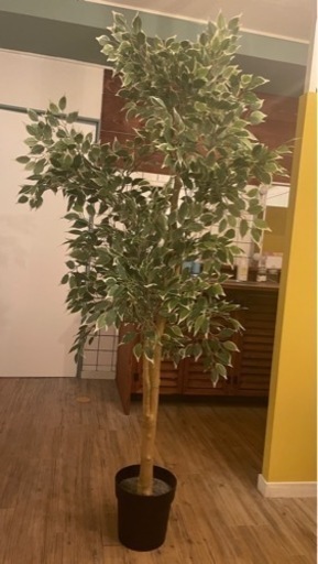 2つセットになります。高さ約175センチの観葉植物になります。