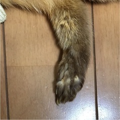 フォックスファー　レトロ　きつね　マフラー　和装　成人式の画像